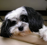 Is A Cavalier Maltese Mix The Right Dog For You