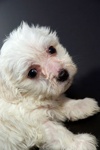 maltese terrier rescue