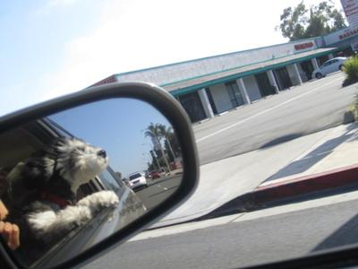 Enjoying the car ride!