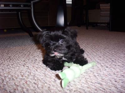 Our Lucky Dog the Black Morkie Puppy