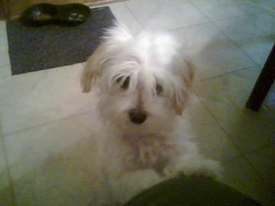 chinese crested maltese mix
