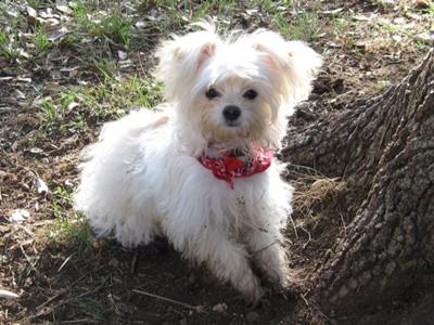 Is A Maltese Chihuahua Mix The Right Dog For You