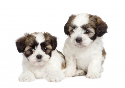maltese x puppies for sale