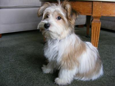 maltese and papillon breed mix
