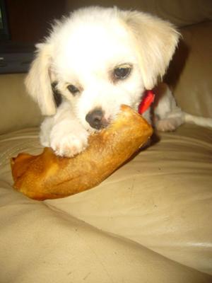 Shih+tzu+mixed