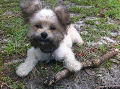 She loves to play with sticks