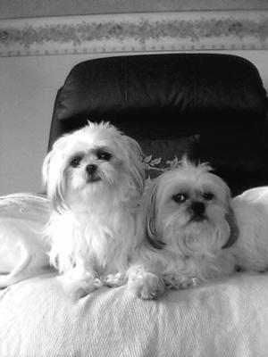 Pug And Maltese
