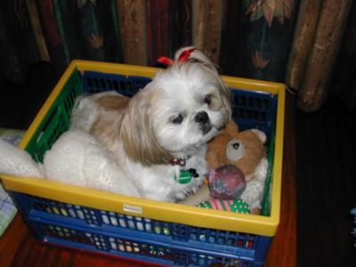 Cindy in her toy box