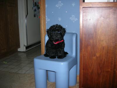 teacup maltipoo face