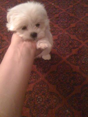 baby morkie