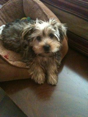 Morkie Dog - Tucker