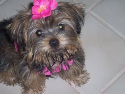 Morkie puppy - Maddie-Lynn