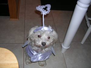 Marley in her angel costume