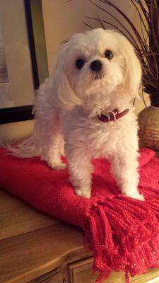 I also like red fluffy blankets ..🐾🎄🐾