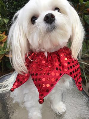 The red sparkle collar again... and with bells. 🐾🎄🐾