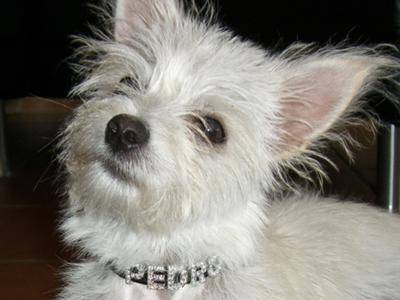 maltese with chihuahua mix
