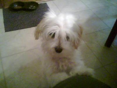 Chinese Crested Maltese