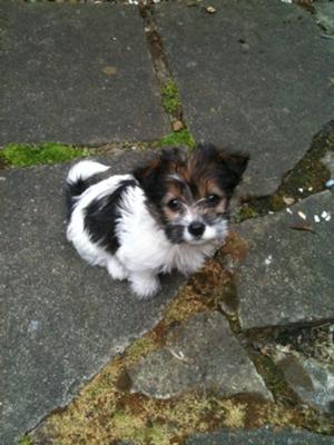 Chinese Crested Maltese