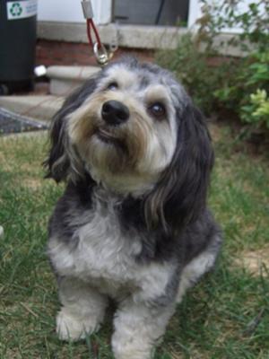 Dachshund Maltese Mix - Snickers