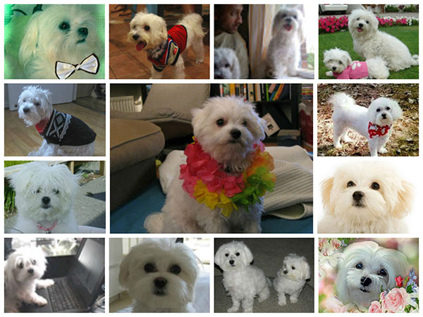 Take a fun Maltese dog survey and tell us all about your Maltese. Discover what other Maltese dog owners have to say.