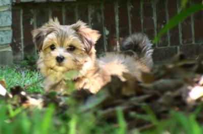 Bella the Morkie just stopping for a picture