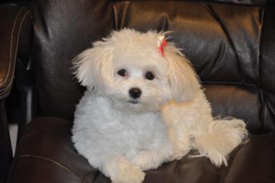 Zoe relaxing in the office