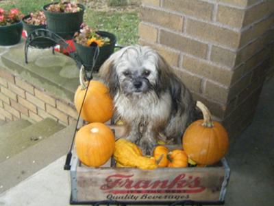 Precious helping with harvest