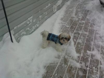 Milo in our 2010 Blizzard