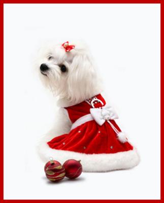 Bella's the Maltese First Christmas