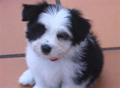 Maltese store collie mix