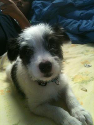 jack russell and maltese mix