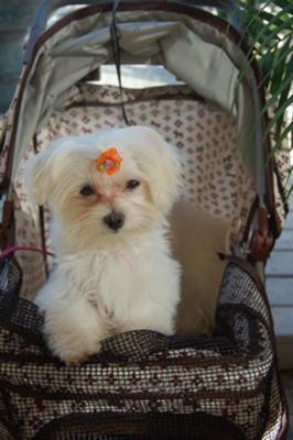 Zoe in her stroller.