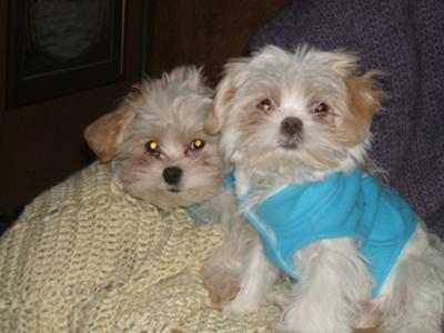 Piggy & Sadie in their matching jackets