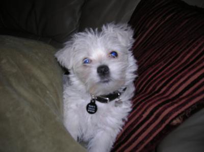 The cutest of all Maltese Westie puppies