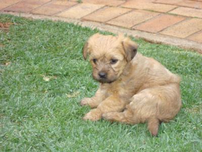 Coffee as an adorable pup!