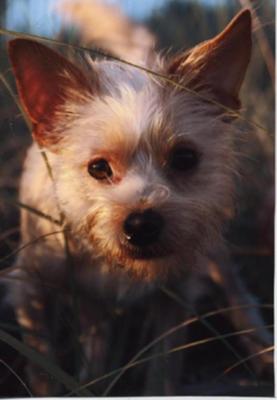 Louie in the sand dunes