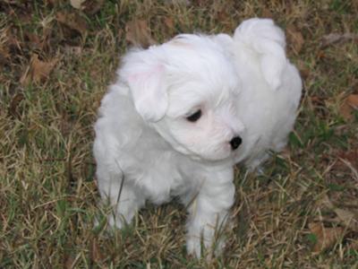 Who's one of the cutest Maltipoo puppies ever?