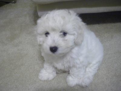 One of the cutest Maltipoo puppies ever!