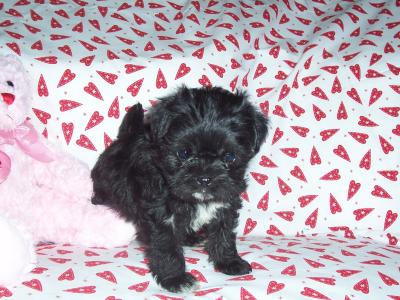 Malti-Pug Puppy