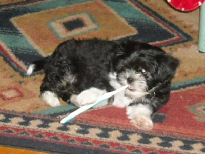 Hi I am Angie caught me brushing my teeth after a good meal