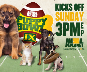 Find out all about the annual Puppy Bowl on Super Bowl Sunday. From Terrier touchdowns to Poodle penalties, and Maltese mayhem.