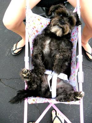 Elvis LOVES riding in strollers! Not kidding! He is a very lazy boy :)