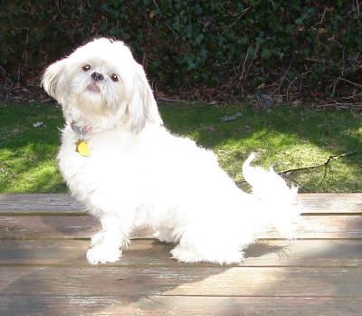 Is Lucy a Shih Tzu Maltese Mix?