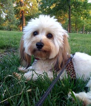 Learn all about the Mauxie or Maltese Dachshund mix. Find out what real Mauxie dog owners have to say and view adorable Dachshund Maltese mix pictures.