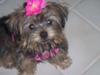 Morkie puppy - Maddie-Lynn