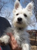 Jesse 4/09/2009 - Westie Maltese