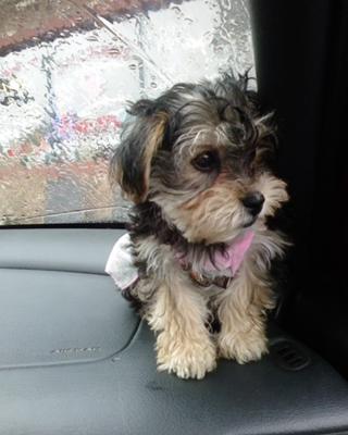 Our sweet Bella sitting on the dashboard watching the people walk by in the parking lot